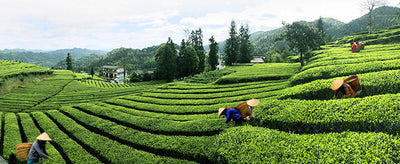 Chinese Tea-Online Supply Green Tea,Black Tea,White tea,oolong etc.